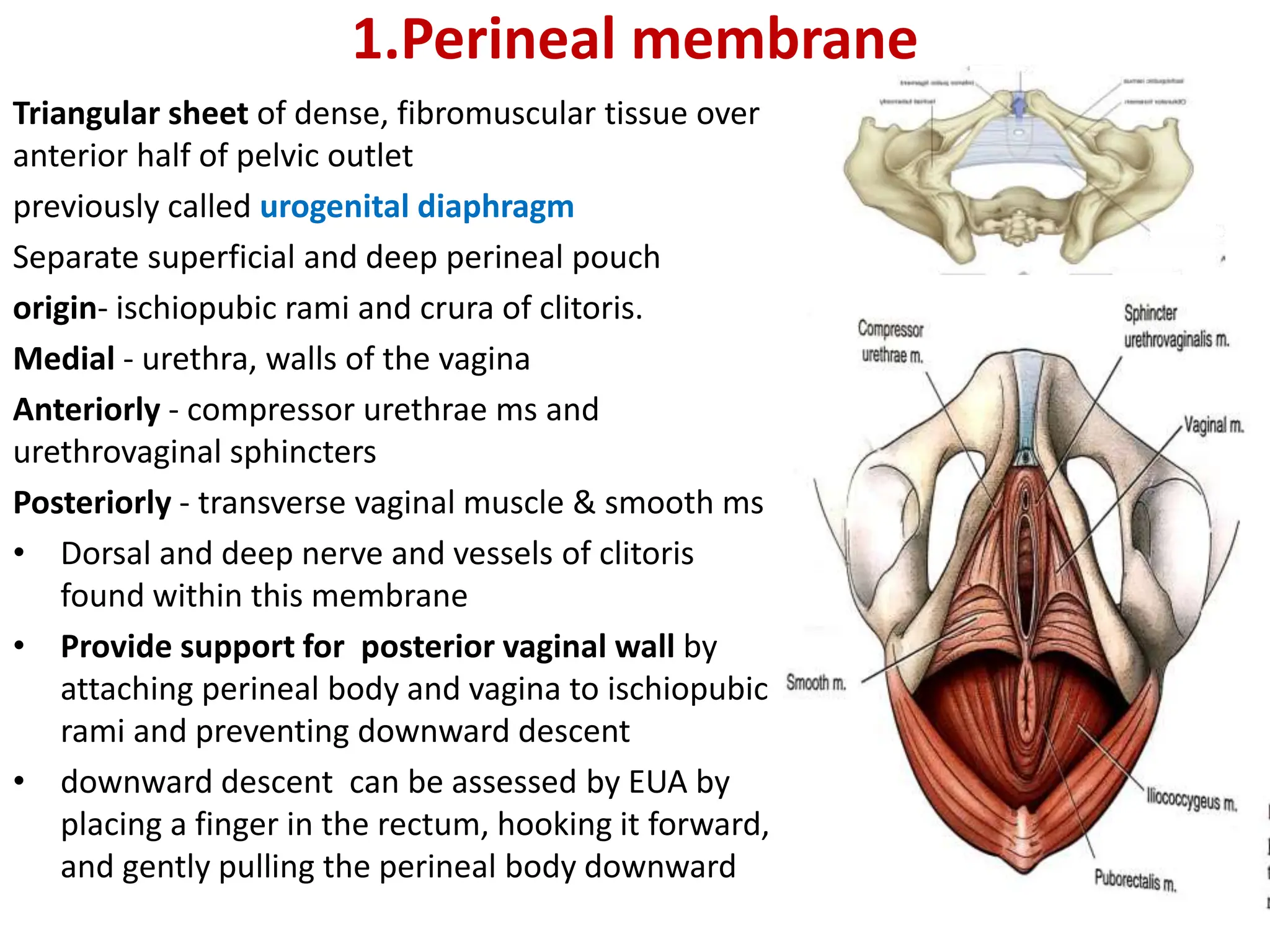 Anatomy of Pelvic structures and It's correlation | PPTX