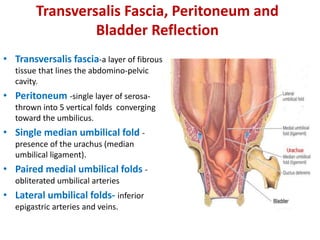Anatomy of Pelvic structures and It's correlation | PPTX
