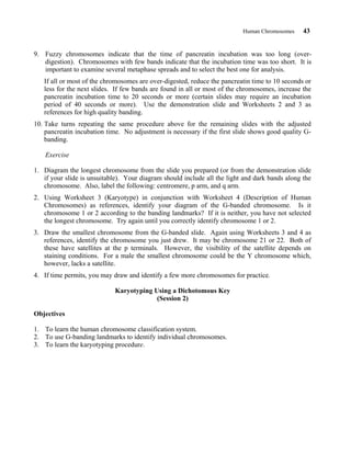 Human Chromosomes 43
9. Fuzzy chromosomes indicate that the time of pancreatin incubation was too long (over-
digestion). Chromosomes with few bands indicate that the incubation time was too short. It is
important to examine several metaphase spreads and to select the best one for analysis.
If all or most of the chromosomes are over-digested, reduce the pancreatin time to 10 seconds or
less for the next slides. If few bands are found in all or most of the chromosomes, increase the
pancreatin incubation time to 20 seconds or more (certain slides may require an incubation
period of 40 seconds or more). Use the demonstration slide and Worksheets 2 and 3 as
references for high quality banding.
10. Take turns repeating the same procedure above for the remaining slides with the adjusted
pancreatin incubation time. No adjustment is necessary if the first slide shows good quality G-
banding.
Exercise
1. Diagram the longest chromosome from the slide you prepared (or from the demonstration slide
if your slide is unsuitable). Your diagram should include all the light and dark bands along the
chromosome. Also, label the following: centromere, p arm, and q arm.
2. Using Worksheet 3 (Karyotype) in conjunction with Worksheet 4 (Description of Human
Chromosomes) as references, identify your diagram of the G-banded chromosome. Is it
chromosome 1 or 2 according to the banding landmarks? If it is neither, you have not selected
the longest chromosome. Try again until you correctly identify chromosome 1 or 2.
3. Draw the smallest chromosome from the G-banded slide. Again using Worksheets 3 and 4 as
references, identify the chromosome you just drew. It may be chromosome 21 or 22. Both of
these have satellites at the p terminals. However, the visibility of the satellite depends on
staining conditions. For a male the smallest chromosome could be the Y chromosome which,
however, lacks a satellite.
4. If time permits, you may draw and identify a few more chromosomes for practice.
Karyotyping Using a Dichotomous Key
(Session 2)
Objectives
1. To learn the human chromosome classification system.
2. To use G-banding landmarks to identify individual chromosomes.
3. To learn the karyotyping procedure.
 