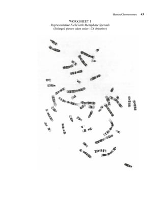 Human Chromosomes 45
WORKSHEET 1
Representative Field with Metaphase Spreads
(Enlarged picture taken under 10X objective)
 