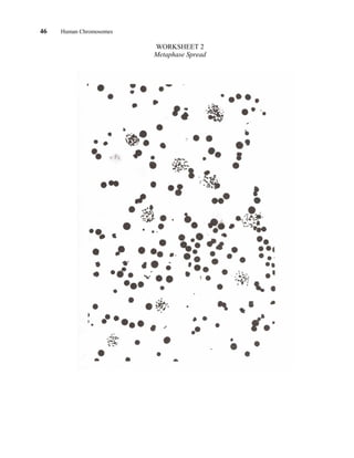 46 Human Chromosomes
WORKSHEET 2
Metaphase Spread
 