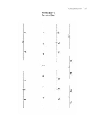 Human Chromosomes 53
WORKSHEET 6
Karyotype Sheet
 