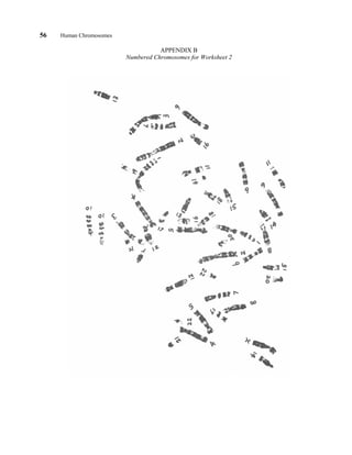 56 Human Chromosomes
APPENDIX B
Numbered Chromosomes for Worksheet 2
 