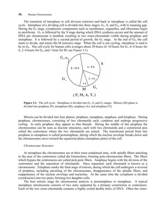36 Human Chromosomes
The transition of interphase to cell division (mitosis) and back to interphase is called the cell
cycle. Interphase of a dividing cell is divided into three stages: G1, S, and G2, with G meaning gap.
During the G1 stage, cytoplasmic components such as membranes, organelles, and ribosomes begin
to proliferate. G1 is followed by the S stage during which DNA synthesis occurs and the amount of
DNA per chromosome is doubled, resulting in two sister-chromatids visible during prophase and
metaphase. S is followed by a second period of growth, the G2 stage. At the end of G2, the cell
starts to divide, and enters the M (mitosis) stage. When the cell is not cycling, interphase is said to
be in G0. The cell cycle for human cells averages about 20 hours (8–10 hours for G1, 6–8 hours for
S, 2–4 hours for G2, and 1 hour for M; see Figure 3.1).
Figure 3.1. The cell cycle. Interphase is divided into G1, S, and G2 stages. Mitosis (M) phase is
divided into prophase (P), metaphase (M), anaphase (A), and telophase (T).
Mitosis can be divided into four phases: prophase, metaphase, anaphase, and telophase. During
prophase, chromosomes, consisting of two chromatids each, condense and undergo progressive
coiling. In early prophase they appear as thin threads. During the middle of late prophase the
chromosomes can be seen as discrete structures, each with two chromatids and a constricted area
called the centromere where the two chromatids are joined. The transitional period from late
prophase to metaphase is called prometaphase, during which the nuclear envelope breaks down and
the chromosomes move toward the equatorial plane (metaphase plate) of the cell.
Chromosome Structure
At metaphase the chromosomes are at their most condensed state, with spindle fibers attaching
to the area of the centromere called the kinetochore, forming pole-chromosome fibers. The fibers
which bypass the centromeres are called pole-pole fibers. Anaphase begins with the division of the
centromere and the separation of chromatids. Once separated, each chromatid is known as a
chromosome. Telophase marks the final stage of mitosis, during which the cell undergoes a reversal
of prophase, including uncoiling of the chromosomes, disappearance of the spindle fibers, and
reappearance of the nuclear envelope and nucleolus. At the same time the cytoplasm is divided
(cytokinesis) into two parts, forming two daughter cells.
The best mitotic stage for chromosome analysis is prometaphase or metaphase. A typical
metaphase chromosome consists of two arms separated by a primary constriction or centromere.
Each of the two sister-chromatids contains a highly coiled double helix of DNA. Often the sister-
 