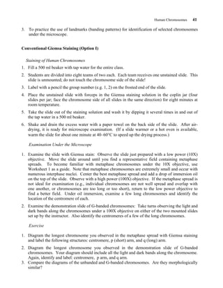 Human Chromosomes 41
3. To practice the use of landmarks (banding patterns) for identification of selected chromosomes
under the microscope.
Conventional Giemsa Staining (Option I)
Staining of Human Chromosomes
1. Fill a 500 ml beaker with tap water for the entire class.
2. Students are divided into eight teams of two each. Each team receives one unstained slide. This
slide is unmounted; do not touch the chromosome side of the slide!
3. Label with a pencil the group number (e.g. 1, 2) on the frosted end of the slide.
4. Place the unstained slide with forceps in the Giemsa staining solution in the coplin jar (four
slides per jar; face the chromosome side of all slides in the same direction) for eight minutes at
room temperature.
5. Take the slide out of the staining solution and wash it by dipping it several times in and out of
the tap water in a 500 ml beaker.
6. Shake and drain the excess water with a paper towel on the back side of the slide. After air-
drying, it is ready for microscope examination. (If a slide warmer or a hot oven is available,
warm the slide for about one minute at 40–60°C to speed up the drying process.)
Examination Under the Microscope
1. Examine the slide with Giemsa stain: Observe the slide just prepared with a low power (10X)
objective. Move the slide around until you find a representative field containing metaphase
spreads. To become familiar with metaphase chromosomes under the 10X objective, use
Worksheet 1 as a guide. Note that metaphase chromosomes are extremely small and occur with
numerous interphase nuclei. Center the best metaphase spread and add a drop of immersion oil
on the top of the slide. Observe with a high power (100X) objective. If the metaphase spread is
not ideal for examination (e.g., individual chromosomes are not well spread and overlap with
one another, or chromosomes are too long or too short), return to the low power objective to
find a better field. Under oil immersion, examine a few long chromosomes and identify the
location of the centromere of each.
2. Examine the demonstration slide of G-banded chromosomes: Take turns observing the light and
dark bands along the chromosomes under a 100X objective on either of the two mounted slides
set up by the instructor. Also identify the centromeres of a few of the long chromosomes.
Exercise
1. Diagram the longest chromosome you observed in the metaphase spread with Giemsa staining
and label the following structures: centromere, p (short) arm, and q (long) arm.
2. Diagram the longest chromosome you observed in the demonstration slide of G-banded
chromosomes. Your diagram should include all the light and dark bands along the chromosome.
Again, identify and label: centromere, p arm, and q arm.
3. Compare the diagrams of the unbanded and G-banded chromosomes. Are they morphologically
similar?
 