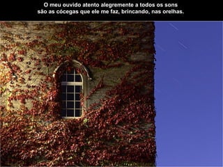 O meu ouvido atento alegremente a todos os sons   são as cócegas que ele me faz, brincando, nas orelhas.   