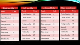 Tooth Code 37 Numbering system dental anatomy | PPT