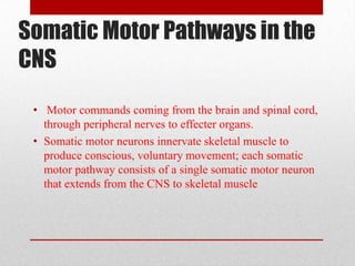 Somatic Motor Pathways in the
CNS
 • Motor commands coming from the brain and spinal cord,
   through peripheral nerves to...