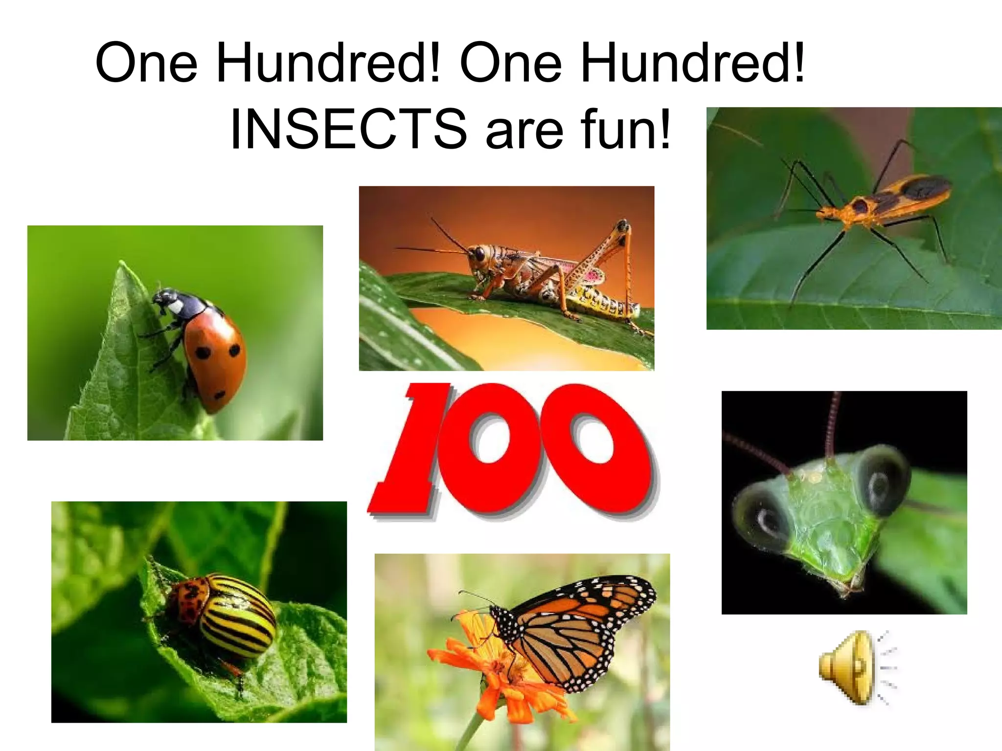 Numbers & insects | PPT