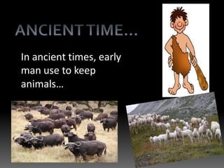In ancient times, early
man use to keep
animals…
 