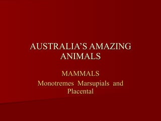 AUSTRALIA’S AMAZING ANIMALS MAMMALS Monotremes  Marsupials  and Placental 