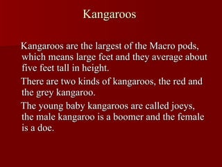 Kangaroos  Kangaroos are the largest of the Macro pods, which means large feet and they average about five feet tall in height. There are two kinds of kangaroos, the red and the grey kangaroo. The young baby kangaroos are called joeys, the male kangaroo is a boomer and the female is a doe. 