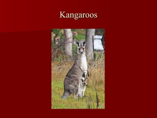 Kangaroos 