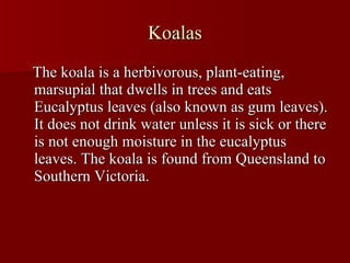 Koalas The koala is a herbivorous, plant-eating, marsupial that dwells in trees and eats Eucalyptus leaves (also known as gum leaves). It does not drink water unless it is sick or there is not enough moisture in the eucalyptus leaves. The koala is found from Queensland to Southern Victoria. 