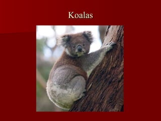 Koalas 