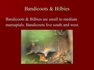 Bandicoots & Bilbies Bandicoots & Bilbies are small to medium marsupials. Bandicoots live south and west. 