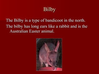 Bilby The Bilby is a type of bandicoot in the north. The bilby has long ears like a rabbit and is the Australian Easter animal. 
