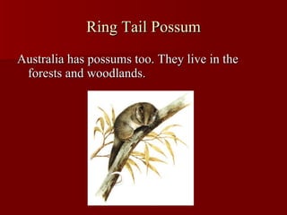 Ring Tail Possum Australia has possums too. They live in the forests and woodlands. 