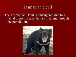 Tasmanian Devil  The Tasmanian Devil is endangered due to a facial tumor disease that is spreading through the population. 