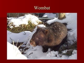 Wombat 