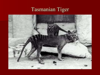 Tasmanian Tiger 