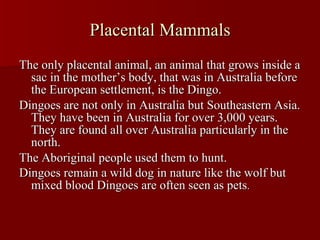Placental Mammals The only placental animal, an animal that grows inside a sac in the mother’s body, that was in Australia before the European settlement, is the Dingo. Dingoes are not only in Australia but Southeastern Asia. They have been in Australia for over 3,000 years. They are found all over Australia particularly in the north. The Aboriginal people used them to hunt. Dingoes remain a wild dog in nature like the wolf but mixed blood Dingoes are often seen as pets . 