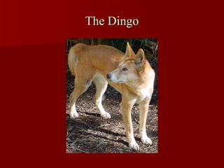 The Dingo 
