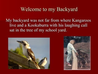 Welcome to my Backyard My backyard was not far from where Kangaroos live and a Kookaburra with his laughing call sat in the tree of my school yard. 