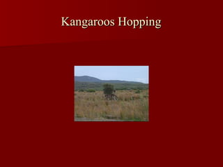 Kangaroos Hopping   