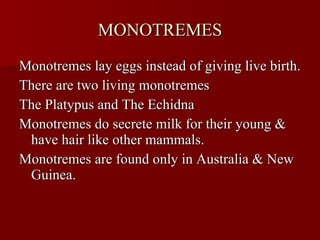 MONOTREMES Monotremes lay eggs instead of giving live birth. There are two living monotremes The Platypus and The Echidna Monotremes do secrete milk for their young & have hair like other mammals. Monotremes are found only in Australia & New Guinea. 