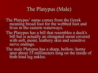 The Platypus (Male) The Platypus’ name comes from the Greek meaning broad foot for the webbed foot and lives in the eastern waterways. The Platypus has a bill that resembles a duck's bill but is actually an elongated snout covered with soft, moist, leathery skin and sensitive nerve endings.  The male Platypus has a sharp, hollow, horny spur about 15 millimeters long on the inside of both hind leg ankles.  