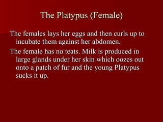 The Platypus (Female) The females lays her eggs and then curls up to incubate them against her abdomen. The female has no teats. Milk is produced in large glands under her skin which oozes out onto a patch of fur and the young Platypus sucks it up.  
