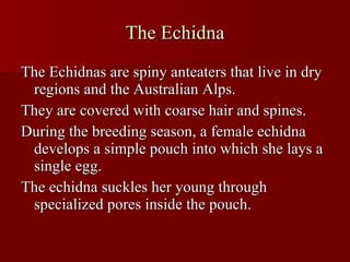 The Echidna The Echidnas are spiny anteaters that live in dry regions and the Australian Alps. They are covered with coarse hair and spines. During the breeding season, a female echidna develops a simple pouch into which she lays a single egg.  The echidna suckles her young through specialized pores inside the pouch. 