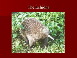 The Echidna 