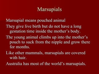 Marsupials Marsupial means pouched animal They give live birth but do not have a long gestation time inside the mother’s body. The young animal climbs up into the mother’s pouch to suck from the nipple and grow there for months. Like other mammals, marsupials are covered with hair. Australia has most of the world’s marsupials.  