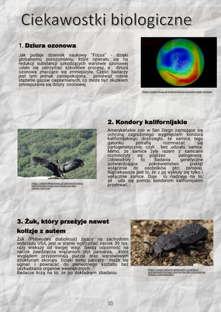 1. Dziura ozonowa
Jak podaje dziennik naukowy ”Focus” - dzięki
globalnemu porozumieniu, które opierało się na
redukcji substancji szkodzących warstwie ozonowej
udało się zatrzymać szkodliwe procesy, a dziura
ozonowa znacząco się zmniejszyła. Część badaczy
jest tym jednak zaniepokojona, ponieważ rośnie
stężenie gazów cieplarnianych, co może być skutkiem
zmniejszenia się dziury ozonowej.
2. Kondory kalifornijskie
Amerykańskie zoo w San Diego zajmujące się
ochroną zagrożonego wyginięciem kondora
kalifornijskiego dostrzegło, że samice tego
gatunku potrafią rozmnażać się
partogenetycznie, czyli bez udziału samca.
Mimo, że samice żyły razem z samcami
rozmnożyły się poprzez patogenezę.
Udowodniły to badania genetyczne
potwierdzające pokrewieństwo piskląt
wyłącznie do osobników płci żeńskiej.
Najciekawsze jest to, że z jaj wykluły się tylko i
wyłącznie samce. Daje to nadzieję na to,
że uda się pomóc kondorom kalifornijskim
przetrwać.
3. Żuk, który przeżyje nawet
kolizje z autem
Żuk (Phloeodes diabolicus) żyjący na zachodnim
wybrzeżu USA, jest w stanie wytrzymać nacisk 39 tys.
razy większy od swojej wagi. Swoją odporność na
nacisk zawdzięcza wiązaniom płyt pancerza, które
wyglądem przypominają puzzle oraz warstwowym
strukturom skorupy. Dzięki temu pancerz może się
uginać i powracać do pierwotnego kształtu bez
uszkadzania organów wewnętrznych.
Badacze liczą na to, że po dokładnym zbadaniu
https://www.focus.pl/artykul/dziura-ozonowa-nigdy-nie-byla
https://dzienniknaukowy.pl/planeta/kondory-
kalifornijskie-moga-rozmnazac-sie-bez-
udzialu samcow
https://www.national-geographic.pl/artykul/
poznaj-diabolicznego-pancernika-ten-zuk-przezyje
kolizje-z-samochodem
 