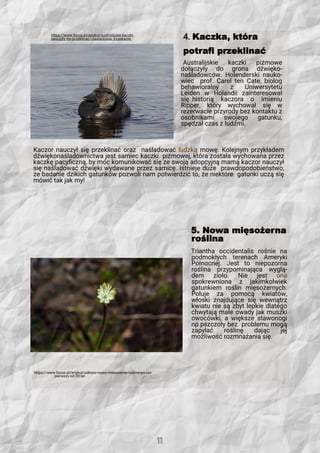 4. Kaczka, która
potrafi przeklinać
Australijskie kaczki piżmowe
dołączyły do grona dźwięko-
naśladowców. Holenderski nauko-
wiec prof. Carel ten Cate, biolog
behawioralny z Uniwersytetu
Leiden w Holandii zainteresował
się historią kaczora o imieniu
Ripper, który wychował się w
rezerwacie przyrody bez kontaktu z
osobnikami swojego gatunku,
spędzał czas z ludźmi.
Kaczor nauczył się przeklinać oraz naśladować ludzką mowę. Kolejnym przykładem
dźwiękonaśladownictwa jest samiec kaczki piżmowej, która została wychowana przez
kaczkę pacyficzną, by móc komunikować się ze swoją adopcyjną mamą kaczor nauczył
się naśladować dźwięki wydawane przez samicę. Istnieje duże prawdopodobieństwo,
że badanie dzikich gatunków pozwoli nam potwierdzić to, że niektóre gatunki uczą się
mówić tak jak my!
5. Nowa mięsożerna
roślina
Triantha occidentalis rośnie na
podmokłych terenach Ameryki
Północnej. Jest to niepozorna
roślina przypominająca wyglą-
dem zioło. Nie jest ona
spokrewniona z jakimkolwiek
gatunkiem roślin mięsożernych.
Poluje za pomocą kwiatów,
włoski znajdujące się wewnątrz
kwiatu nie są zbyt lepkie dlatego
chwytają małe owady jak muszki
owocówki, a większe stawonogi
np.pszczoły bez problemu mogą
zapylać roślinę dając jej
możliwość rozmnażania się.
https://www.focus.pl/artykul/australijskie-kaczki-
nauczyly-sie-przeklinac-i-nasladowac trzaskanie-
https://www.focus.pl/artykul/odkryto-nowa-miesozerna-rosline-po-raz-
pierwszy-od-20-lat
 