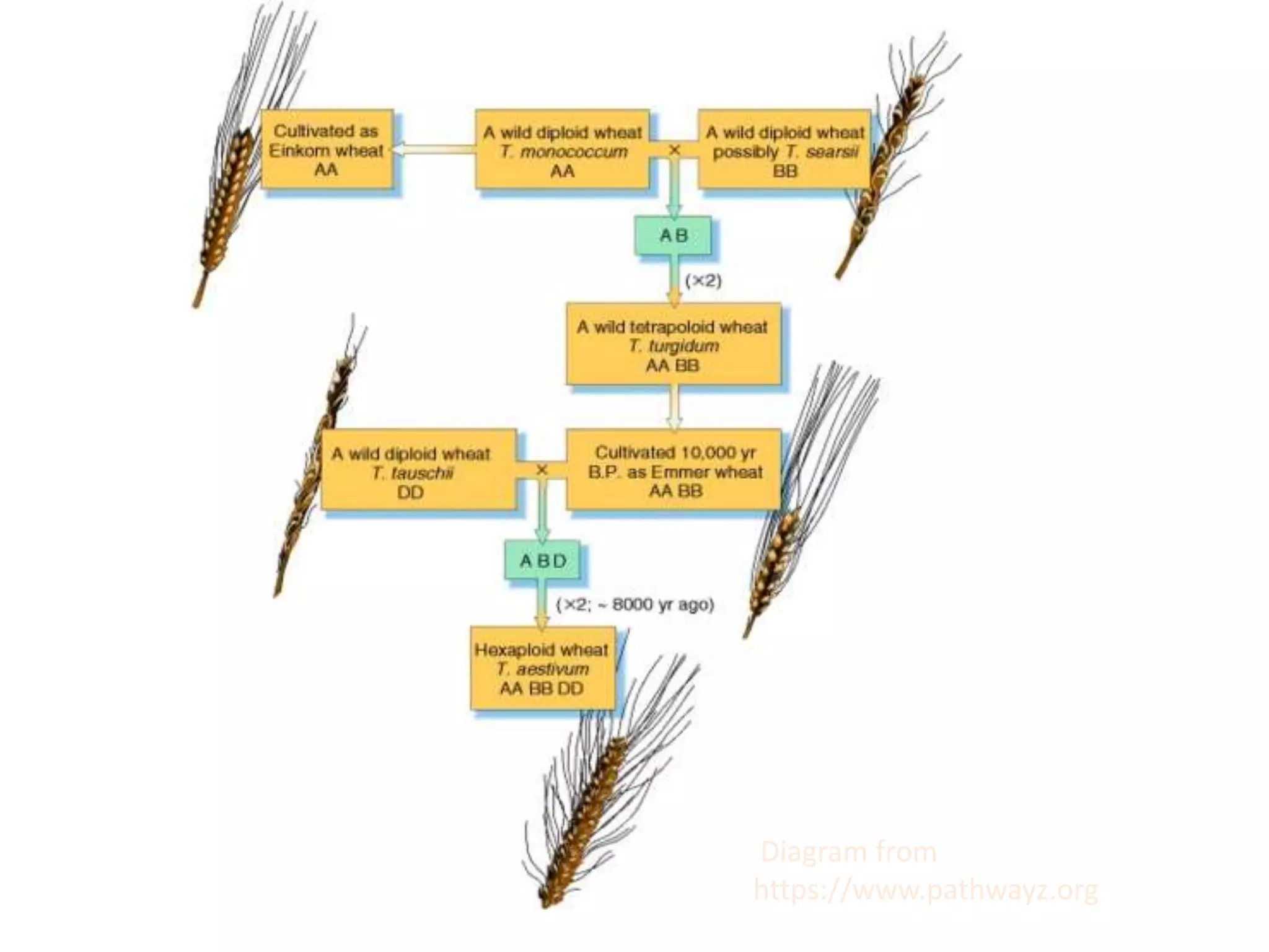Diagram from
https://www.pathwayz.org
 