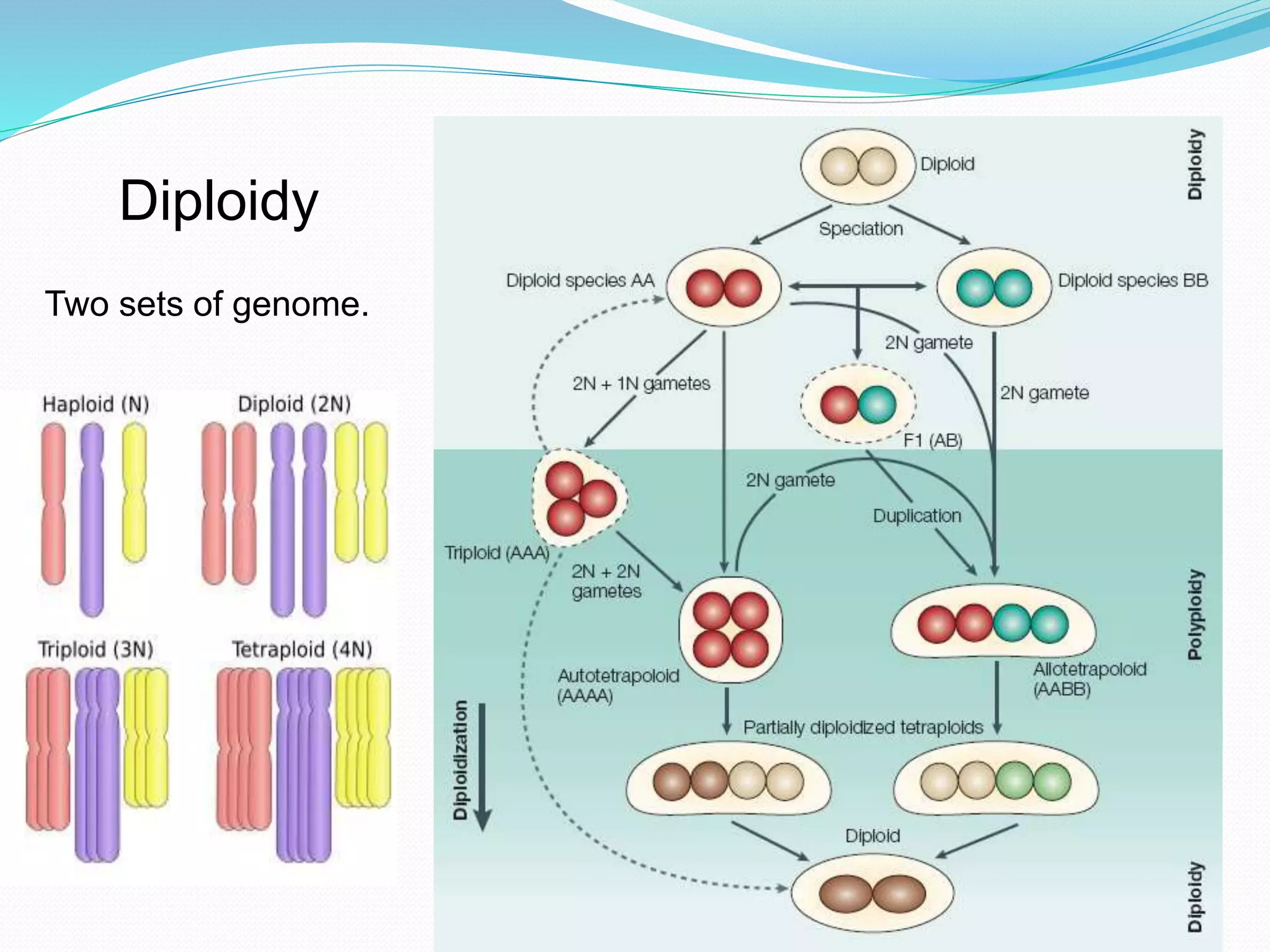 Diploidy
Two sets of genome.