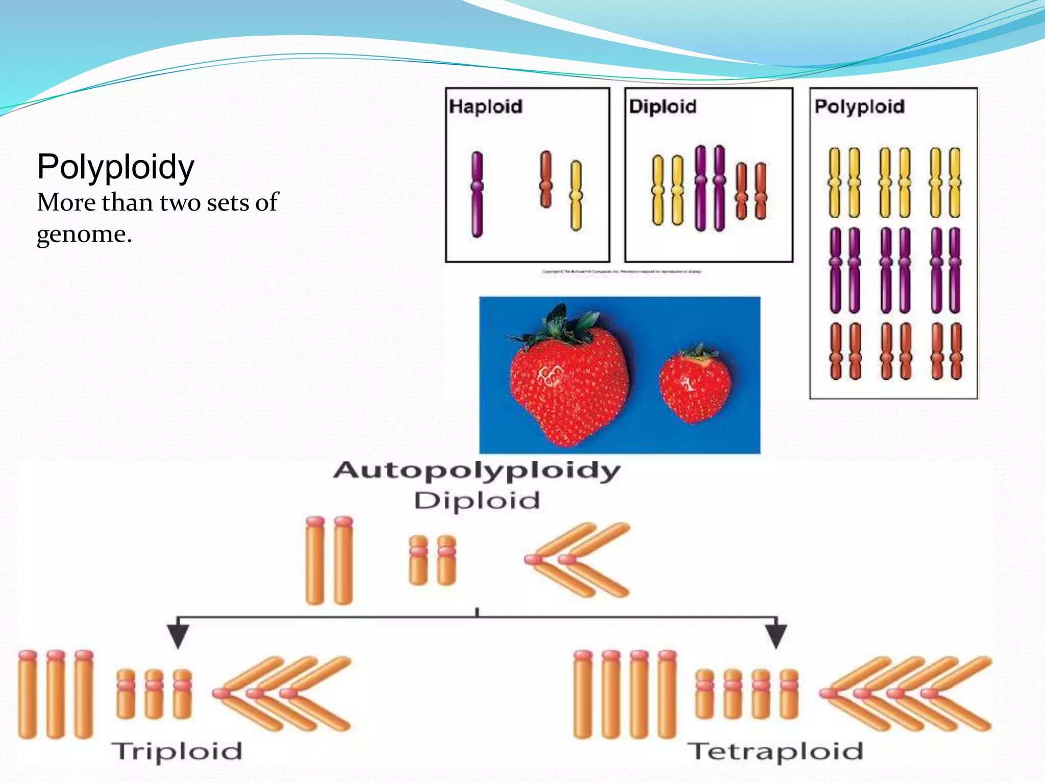 Polyploidy
More than two sets of
genome.