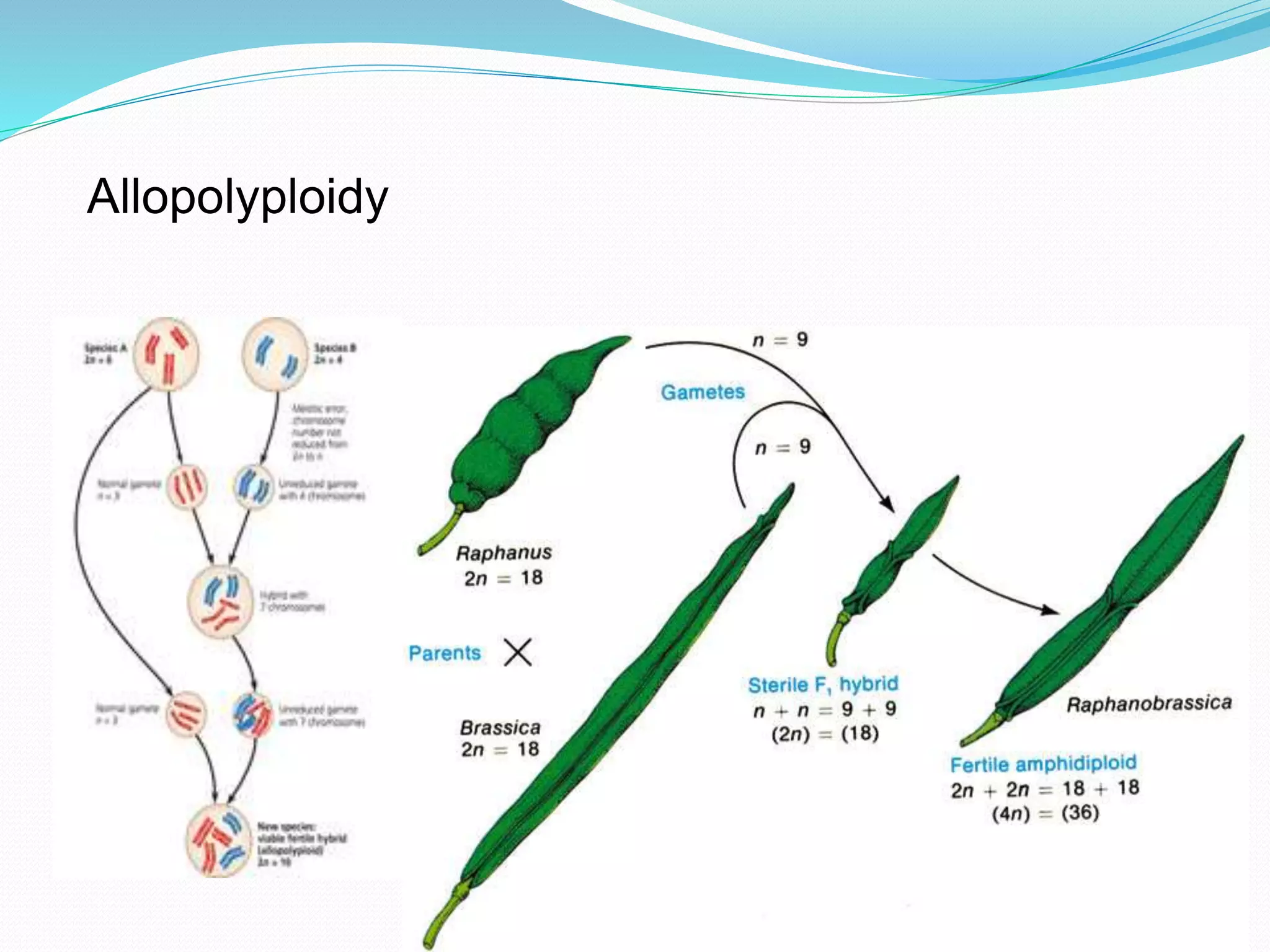 Allopolyploidy