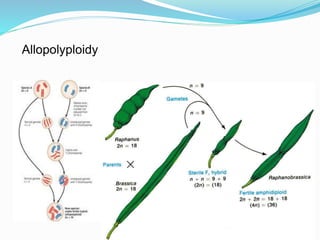 Numerical chromosomal aberrations | PPTX