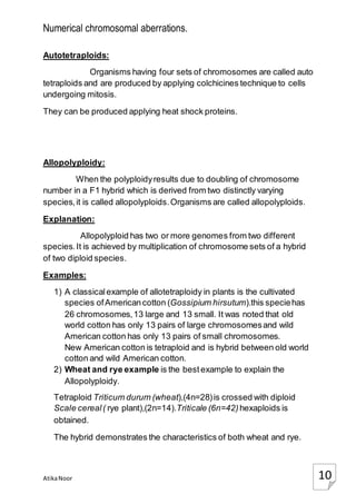 Numerical chromosomal aberrations.
AtikaNoor 10
Autotetraploids:
Organisms having four sets of chromosomes are called auto
tetraploids and are produced by applying colchicines technique to cells
undergoing mitosis.
They can be produced applying heat shock proteins.
Allopolyploidy:
When the polyploidyresults due to doubling of chromosome
number in a F1 hybrid which is derived from two distinctly varying
species,it is called allopolyploids.Organisms are called allopolyploids.
Explanation:
Allopolyploid has two or more genomes from two different
species.It is achieved by multiplication of chromosome sets of a hybrid
of two diploid species.
Examples:
1) A classicalexample of allotetraploidy in plants is the cultivated
species ofAmericancotton (Gossipium hirsutum).this speciehas
26 chromosomes,13 large and 13 small. It was noted that old
world cotton has only 13 pairs of large chromosomesand wild
American cotton has only 13 pairs of small chromosomes.
New American cotton is tetraploid and is hybrid between old world
cotton and wild American cotton.
2) Wheat and rye example is the best example to explain the
Allopolyploidy.
Tetraploid Triticum durum (wheat),(4n=28)is crossed with diploid
Scale cereal( rye plant),(2n=14).Triticale (6n=42) hexaploids is
obtained.
The hybrid demonstrates the characteristics of both wheat and rye.
 