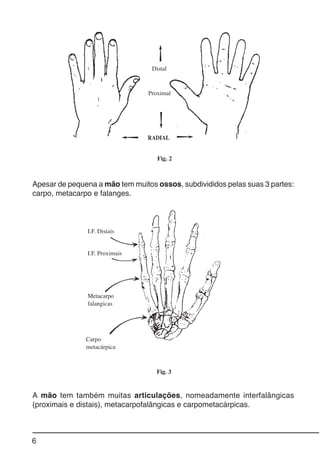 6
A mão tem também muitas articulações, nomeadamente interfalângicas
(proximais e distais), metacarpofalângicas e carpometacárpicas.
Apesar de pequena a mão tem muitos ossos, subdivididos pelas suas 3 partes:
carpo, metacarpo e falanges.
Fig. 2
Fig. 3
Distal
Proximal
RADIAL
I.F. Distais
I.F. Proximais
Metacarpo
falangicas
Carpo
metacárpica
 
