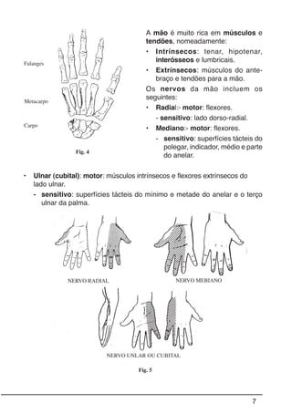 7
A mão é muito rica em músculos e
tendões, nomeadamente:
• Intrínsecos: tenar, hipotenar,
interósseos e lumbricais.
• Extrínsecos: músculos do ante-
braço e tendões para a mão.
Os nervos da mão incluem os
seguintes:
• Radial:- motor: flexores.
- sensitivo: lado dorso-radial.
• Mediano:- motor: flexores.
- sensitivo: superfícies tácteis do
polegar, indicador, médio e parte
do anelar.
Fig. 4
• Ulnar (cubital): motor: músculos intrínsecos e flexores extrínsecos do
lado ulnar.
- sensitivo: superfícies tácteis do mínimo e metade do anelar e o terço
ulnar da palma.
Fig. 5
Falanges
Metacarpo
Carpo
NERVO RADIAL
NERVO UNLAR OU CUBITAL
NERVO MEBIANO
 