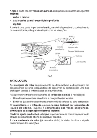 8
A mão é muito rica em vasos sanguíneos, dos quais se destacam as seguintes
artérias:
• radial e cubital
• das arcadas palmar superficial e profunda
• digitais
A unha é uma parte importante da mão, sendo indispensável o conhecimento
da sua anatomia pela grande relação com as infecções.
PATOLOGIA
As infecções da mão frequentemente se desenvolvem e disseminam em
consequência de uma incapacidade de preservar ou restabelecer uma boa
drenagem venosa e linfática após os traumatismos.
Para prevenir e tratar correctamente as infecções da mão é necessário:
• Um adequado controle do edema e congestão dos tecidos.
• Evitar-se qualquer espaço morto preenchido de sangue ou soro estagnado.
O traumatismo e a infecção causam tensão tecidual por sequestro de
líquido do edema, levando à compressão dos vasos sanguíneos,
diminuição da oxigenação e necrose tecidual.
O edema agudo predispõe à infecção, especialmente se houver contaminação
através de uma ferida aberta de qualquer espécie.
A rica anatomia da mão (já descrita atrás) também facilita a rápida
disseminação das infecções.
Fig. 6
UNHA
Camada
germinativa
Leito da unha
Cutícula
Leito da unha
Camada
germinativa
UNHA
Camada Malpighiana
 