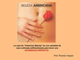 La rosa de  &quot;American Beauty&quot;  es una variedad de rosa cultivada artificialmente para tener una  APARIENCIA PERFECTA.   Prof. Ricardo Vergara 