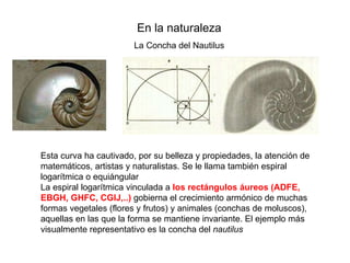 En la naturaleza La Concha del Nautilus Esta curva ha cautivado, por su belleza y propiedades, la atención de matemáticos, artistas y naturalistas. Se le llama también espiral logarítmica o equiángular La espiral logarítmica vinculada a  los rectángulos áureos (ADFE, EBGH, GHFC, CGIJ,..)  gobierna el crecimiento armónico de muchas formas vegetales (flores y frutos) y animales (conchas de moluscos), aquellas en las que la forma se mantiene invariante. El ejemplo más visualmente representativo es la concha del  nautilus   
