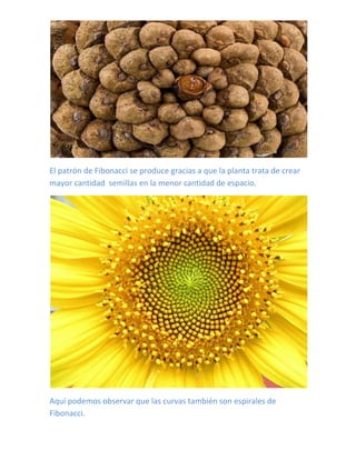 El patrón de Fibonacci se produce gracias a que la planta trata de crear
mayor cantidad semillas en la menor cantidad de espacio.




Aquí podemos observar que las curvas también son espirales de
Fibonacci.
 