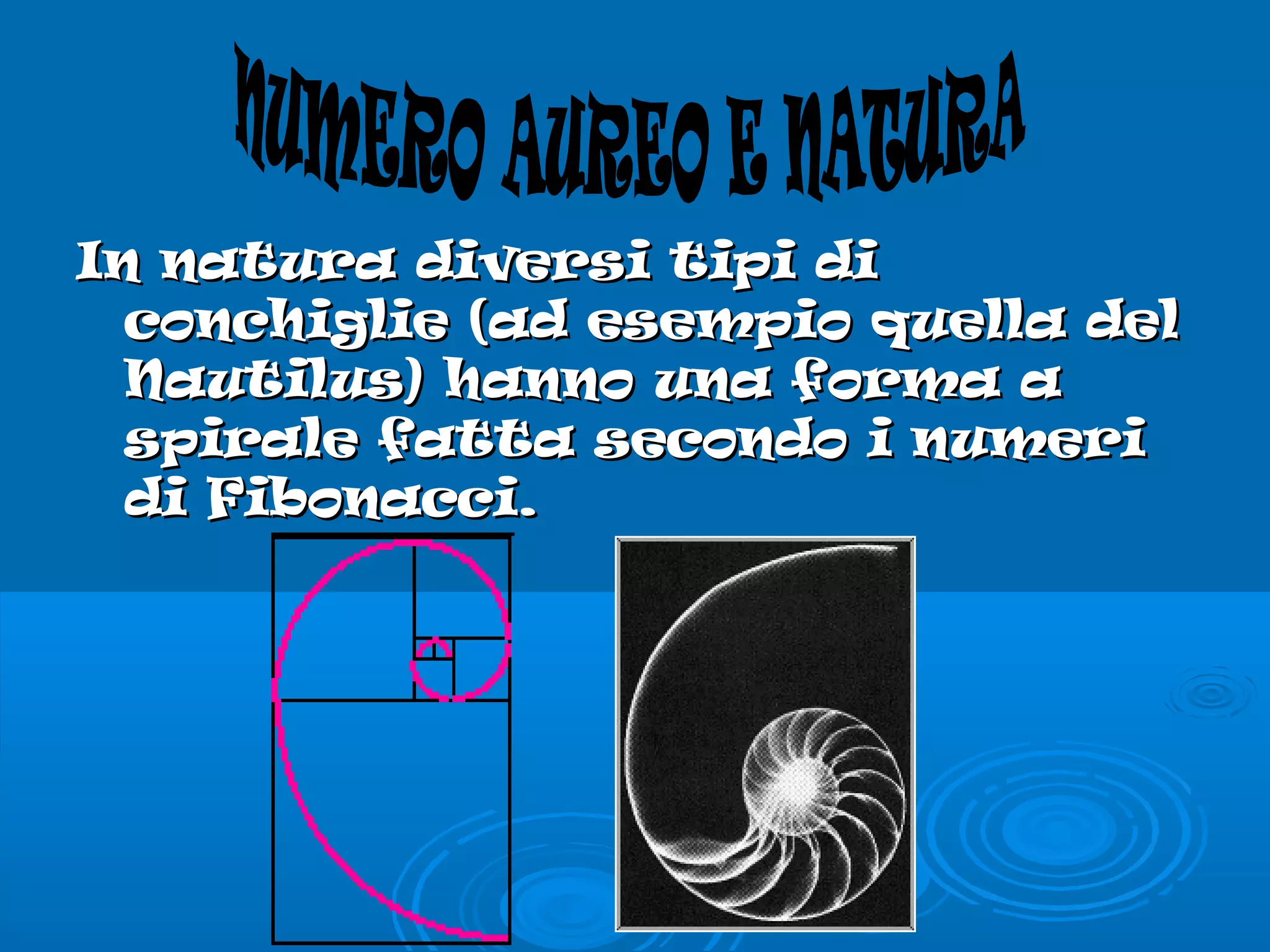 In natura diversi tipi diIn natura diversi tipi di
conchiglie (ad esempio quella delconchiglie (ad esempio quella del
Nautilus) hanno una forma aNautilus) hanno una forma a
spirale fatta secondo i numerispirale fatta secondo i numeri
di Fibonacci.di Fibonacci.
 